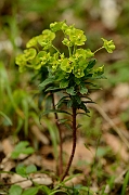 David Plant Photography - Wildlife Photography - Wood spurge - A